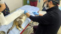 Bagcilar'da 15 Bin 973 Sokak Hayvani Tedavi Edildi