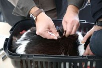 Eskisehir'de 25 Bin 125 Kedi Ve Köpege Mikroçip Takildi