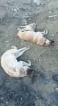 Elazig'da Köpek Katliami Açiklamasi 10 Köpek Zehirlendi