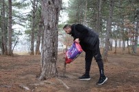 Kirsaldaki Sokak Hayvanlari Unutulmadi