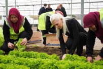 Belediye Serasinda Yetistirilen 5 Bin Adet Marul Ihtiyaç Sahiplerine Dagitildi
