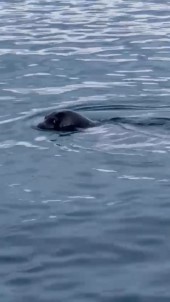 Bodrum'un Müdavimi Oldu