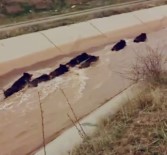 Diyarbakir'da Domuzlar Su Kanalinda Görüntülendi Haberi