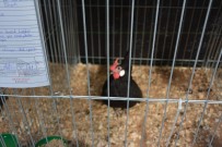 En Güzel Kümes Hayvaninin Seçilecegi Yarisma Basladi