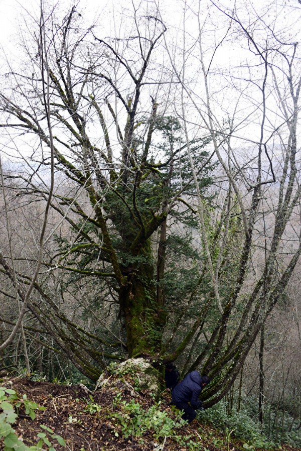 Ormanda tesadüfen bulundu: Ekipler çalışma başlattı