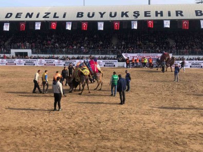 Denizli'de 120 Pehlivan Deve Güresmeye Basladi