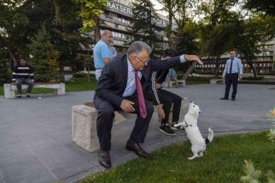 Büyüksehir, 1 Yilda 10 Bin Sokak Hayvanina Sahip Çikti