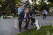 Büyüksehir, 1 Yilda 10 Bin Sokak Hayvanina Sahip Çikti