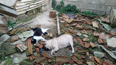 Denizli'de Ölü Bulunan Hayvanlar Ekipleri Harekete Geçirdi