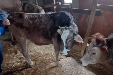 Süt Üreticiligi Için 12 Aileye 650 Bin TL Destek