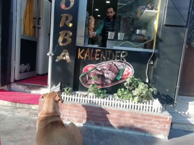 Yemek Bekleyen Sokak Köpegini Geri Çevirmediler