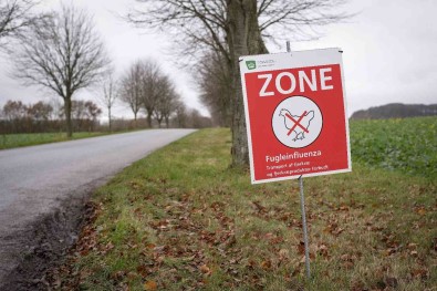 Danimarka'da Kus Gribi Alarmi Açiklamasi 50 Bin Tavuk Itlaf Edilecek