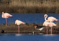 Hersek Lagünü'ndeki Kus Türü Sayisi 250'Ye Ulasti