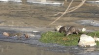 Kars'ta Su Samurlari Görüntülendi