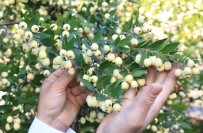 Tam Bir Sifa Deposu Açiklamasi Bir Agaci 200 Kiloya Kadar Ürün Veriyor