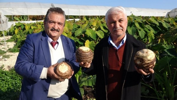 Dönümde 100 bin liraya kadar gelir sağlıyor! Üreticiliği yaygınlaşıyor .