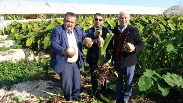 Dönümde 100 bin liraya kadar gelir sağlıyor! Üreticiliği yaygınlaşıyor .