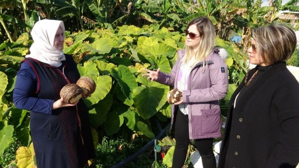 Dönümde 100 bin liraya kadar gelir sağlıyor! Üreticiliği yaygınlaşıyor .