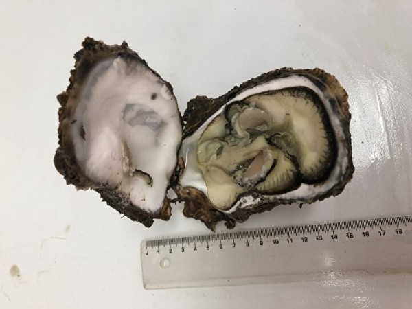 Suyun dibinde milyonlarca bulundu: Hepsi bir anda ortaya çıktı her yeri kapladılar