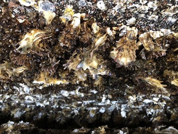 Suyun dibinde milyonlarca bulundu: Hepsi bir anda ortaya çıktı her yeri kapladılar