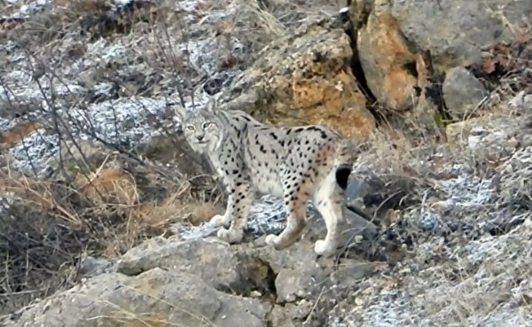 Dağdan inerken karşısına çıktı: İlk kez bu kadar net görüntülendi