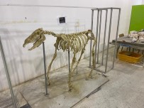 7,5 Milyon Yillik Tarihi Ayaklandirdilar