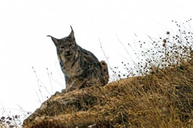 Dağdan inerken karşısına çıktı: İlk kez bu kadar net görüntülendi
