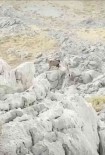 Kozluk'ta Kayaliklarda Dag Keçisi Görüntülendi Haberi