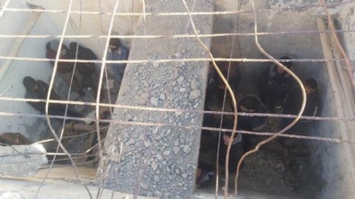 Van'da eski su deposuna saklanan 24 düzensiz göçmen yakalandı