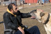 Engelini Çok Sevdigi Kangallarla Asti, Ömrünün Kalanini Onlara Adadi