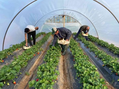Kirmizi Elmas 'Çilek' Seralarinda Hasat Telasi