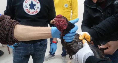Hayvanlari Koruma Dernegine 'Horoz Dövüsü' Baskini