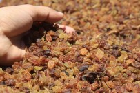 'Kuru Üzümde Mazot Hilesi' Iddialarina Tepki