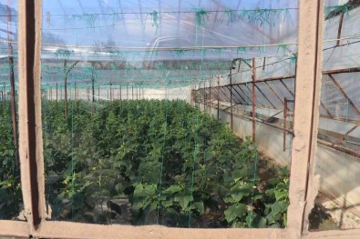 Alanya'nin Bereketli Topraklarinda 12 Ay Boyunca Üretim