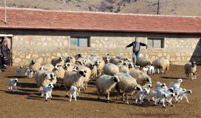 Gökhöyük'te Kuzu Dogumlari Basladi, 9 Koyun Üçüz Yavruladi