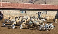 Gökhöyük'te Kuzu Dogumlari Basladi, 9 Koyun Üçüz Yavruladi Haberi