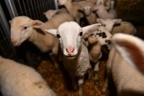 Büyüksehir'den 'Balikesir Kuzusu' Üretimine Destek