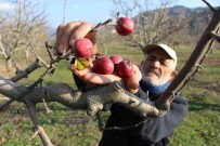 Amasya'da 'Yalanci Bahar' Saskina Çevirdi, Elma Agaçlari Kisin Meyve Verdi Haberi