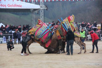 Çan Geleneksel Folklorik Deve Güresi Festivali Düzenlendi