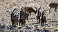 Nesli Tükenmekte Olan Yaban Keçileri Kayseri'de Yeniden Hayat Buldu