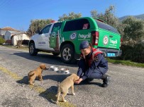 Jandarma Ekipleri Buharkent'teki Sokak Hayvanlarini Unutmadi