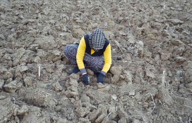 75 Yil Sonra Dede Topraklarina Döndü, Miras Kalan Arazileri Lavantayla Bulusturdu
