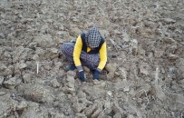 75 Yil Sonra Dede Topraklarina Döndü, Miras Kalan Arazileri Lavantayla Bulusturdu