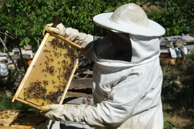 Erzincan'da Aricilara Yüzde 50 Hibeli 'Polen Tuzakli Kovan' Dagitilacak