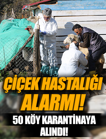 Zonguldak'ta çiçek hastalığı alarmı: 50 köy karantinaya alındı