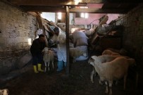 Zonguldak'ta çiçek hastalığı alarmı: 50 köy karantinaya alındı