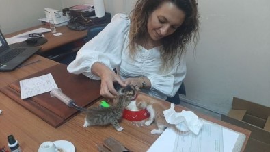 Annelerine Araba Çarpan 5 Yavru Kedinin Bakimi Veterinere Kaldi