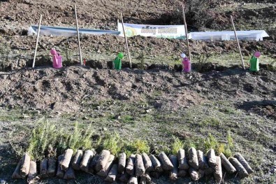 Köyde Bal Ormani Olusturuldu