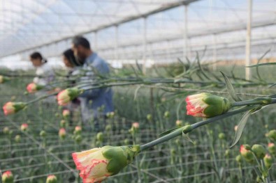 Tanesi 2 Ile 5 TL Arasinda Satiliyor, Kimse Yetistirmeye Cesaret Edemiyor