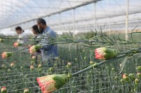 Tanesi 2 Ile 5 TL Arasinda Satiliyor, Kimse Yetistirmeye Cesaret Edemiyor